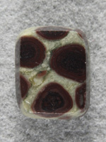 Birdseye Rhyolite 1759 : Little square of green Rhyolite with Brown Birdseyes