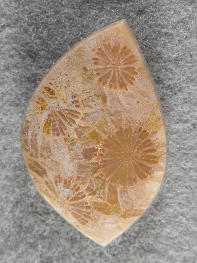 petrified Coral 1598 : Pastel Coral background with darker polyps make the orange slice patterns stand out so nicely.