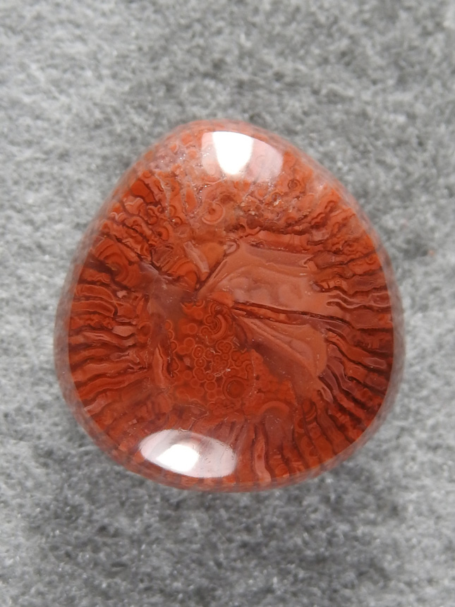 petrified Coral 1600 : Jelly Horn coral.  I hiked up a mountain last year looking for this stuff and man is it a ton of work.  So pretty though.