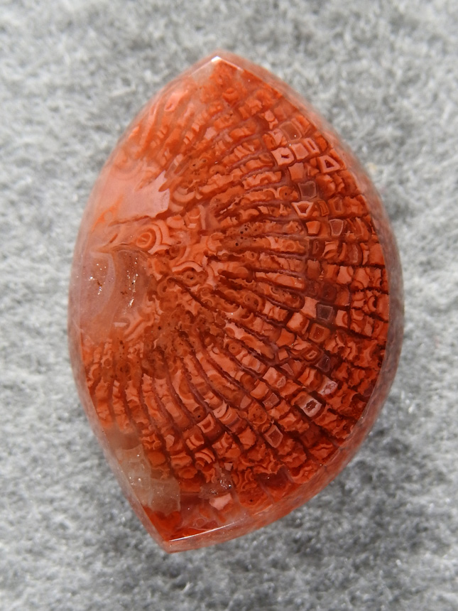 petrified Coral 1601 : You can see why the price of Horn Coral is going up.  So delicate and pretty.