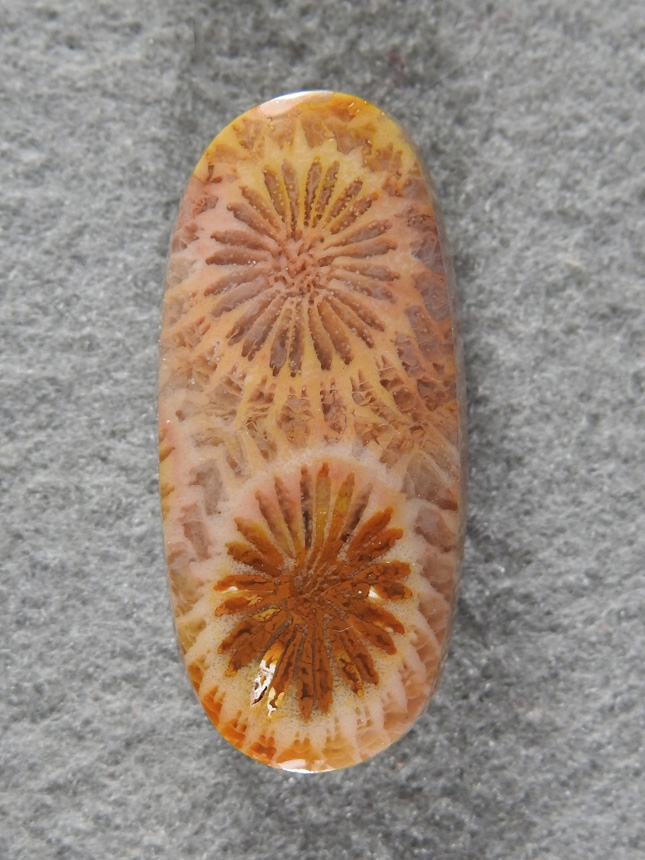 Petrified Coral 1978 : I saw these 2 polyps and knew the cab I would cut. Very gemmy and designed around 2 high contrast polyps. A sweet stone.