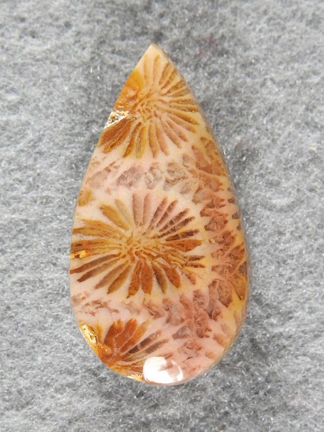 Petrified Coral 1979 : What a sharp looking gemmy cab of Fossil Bali Coral.