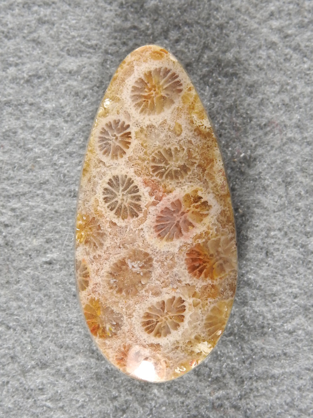 Petrified Coral 1982 : great cell structure in the Bali Coral cab. gloss finish.