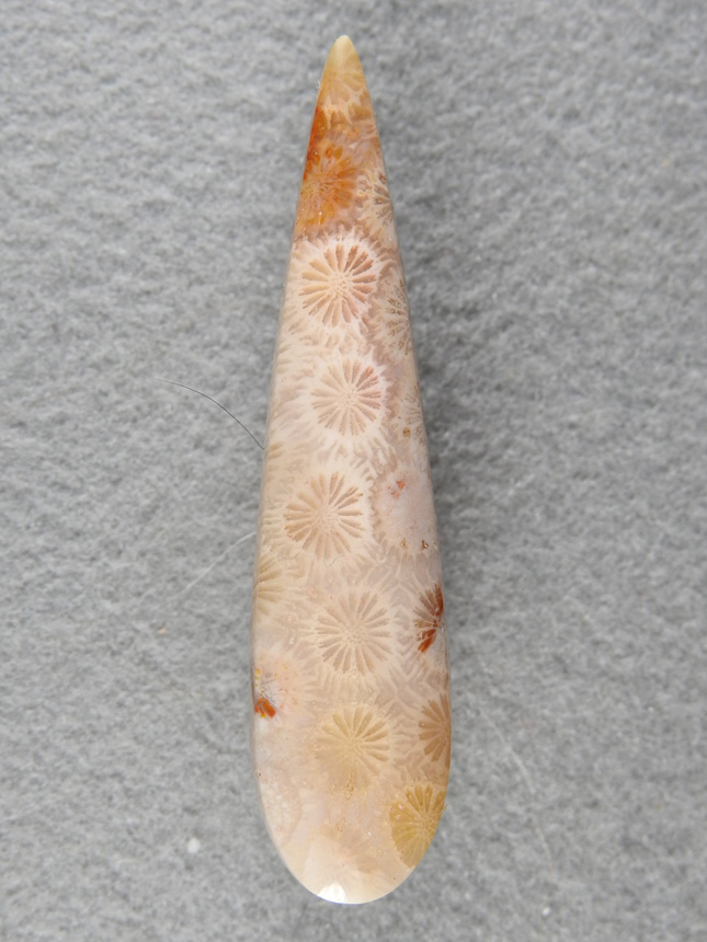 Petrified Coral 2069 : A very long elegant tear drip of Coral polyps running down the center of the cab.