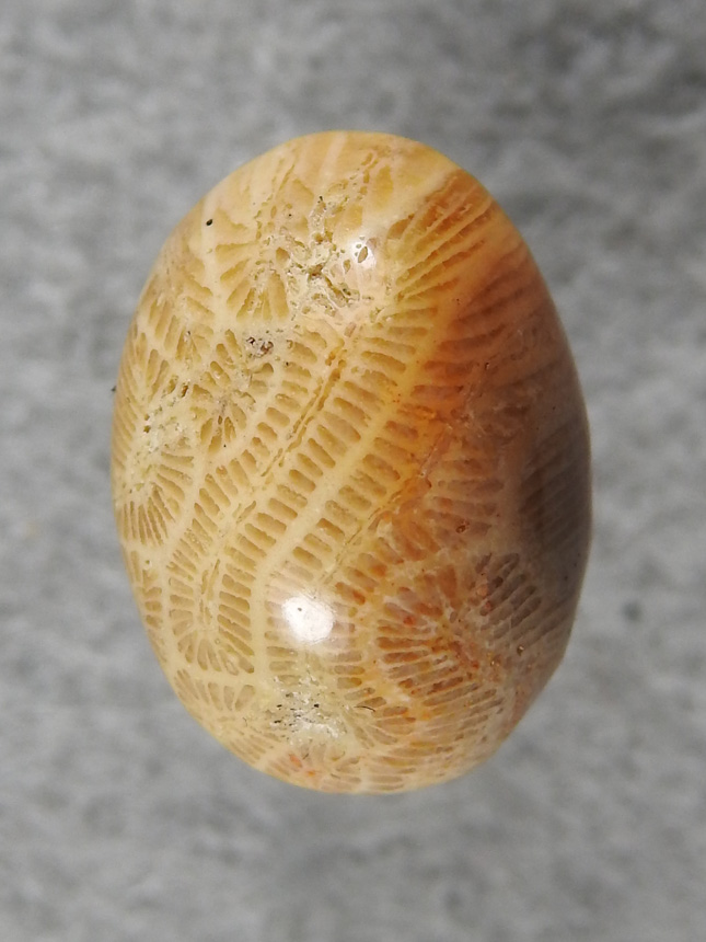 Petrified Coral 863  :  An oval of Brain Coral with a nice color change and a switrl in the polyps.