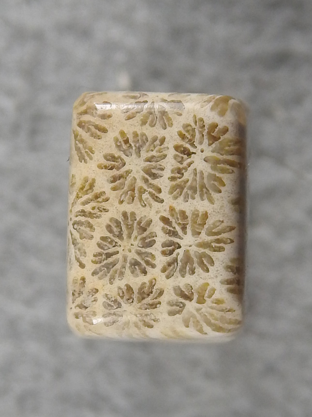 petrified Coral 2115 : I like these ultra small polyps for things like earrings. Can't resist that pattern. Look how much pattern is in a 7x10mm cab