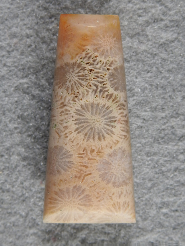 Petrified Coral 862  :  Medium cab of fantastic polyps with great colors.