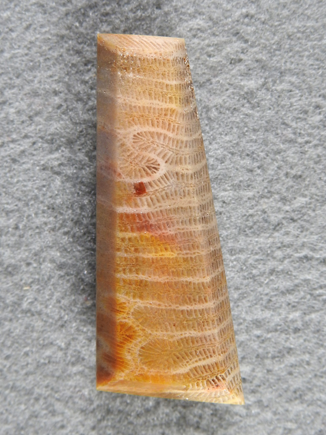 Petrified Coral 863  :  A geometric beveled cab of Brain Coral with a nice color change and a switrl in the polyps.