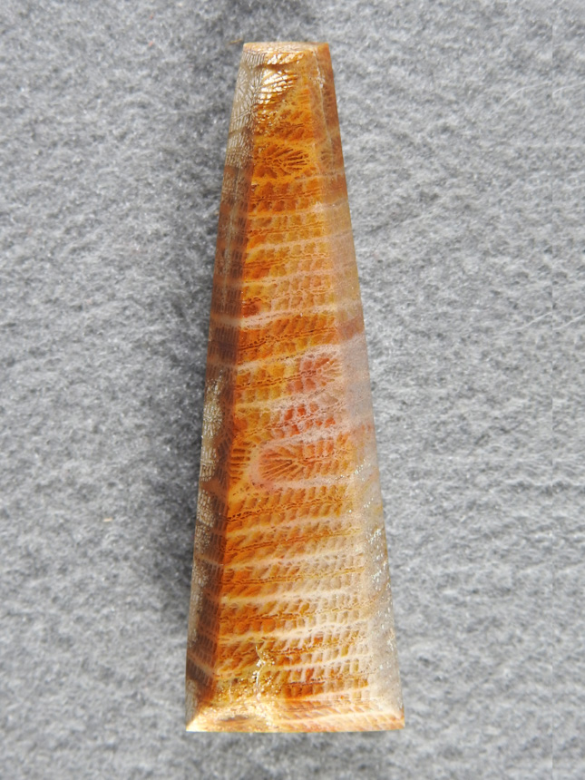 Petrified Coral 864  :  A very long beveled drop of Brain Coral with nice color changes.