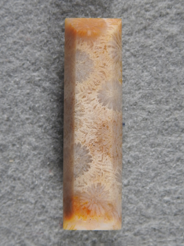 Petrified Coral 865  :  A long bar of beautiful polyps.