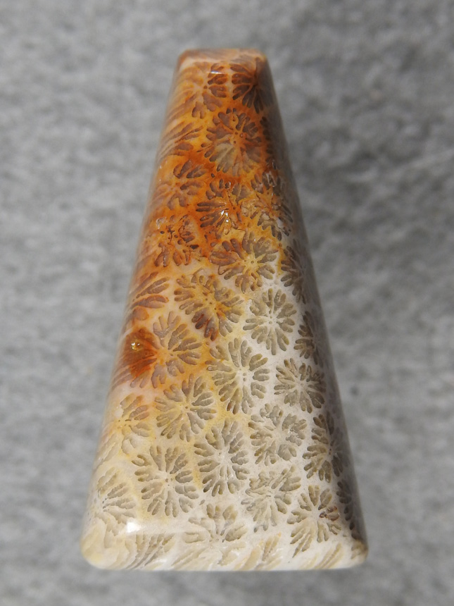 Petrified Coral 866  :  A triangle drop of small polyp Coral, very intricate and would make a great pendant.
