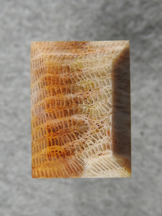 Petrified Coral 867  :  A very small cab of Brain Coral.