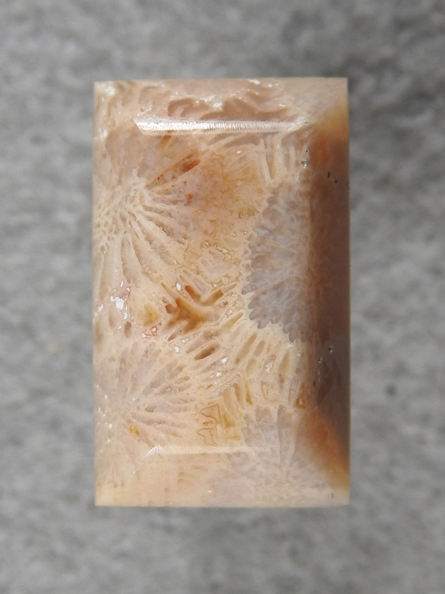 Petrified Coral 868  :  Small stone for a ring or small pendant in creme polyps.