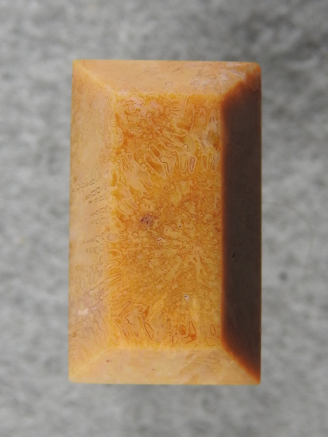 Petrified Coral 869  :  One polyp takes whole stone and it looks monotone but it has amazing details in the polyp.