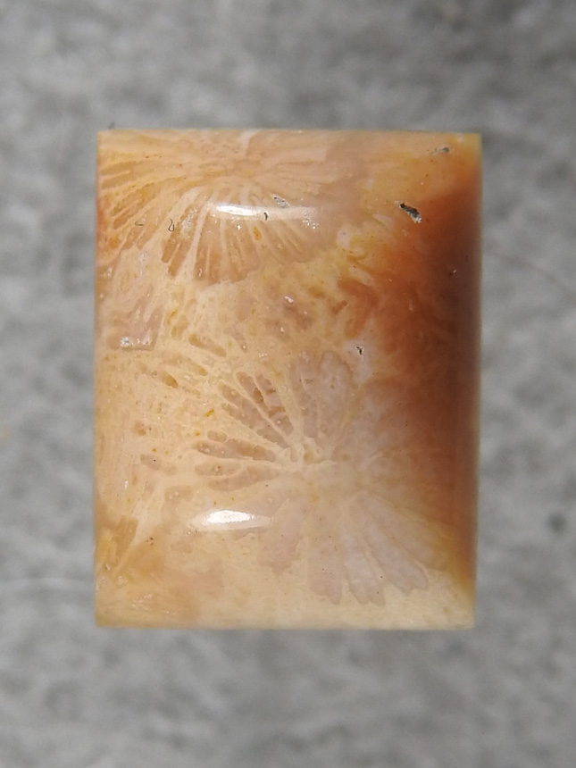 Petrified Coral 870  :  A small stone for a ring 2 large polyps take the whole stone