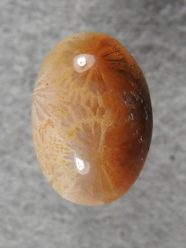 Petrified Coral 871  :  A small traditional oval with large polyps and mirror polish.