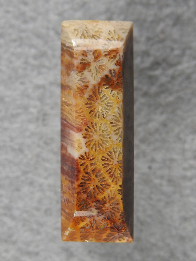 Petrified Coral 872  :  Medium Polyp and nice color changes in this beveled bar cut.