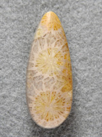 petrified Coral 1595 : Petrified Coral from Bali. This short teardrop I designed around 3 polyps and it turned out spectacular.