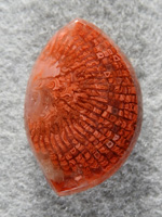 petrified Coral 1601 : You can see why the price of Horn Coral is going up.  So delicate and pretty.