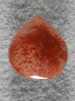 petrified Coral 1602 : A nice squat teardrop of good Horn Coral.