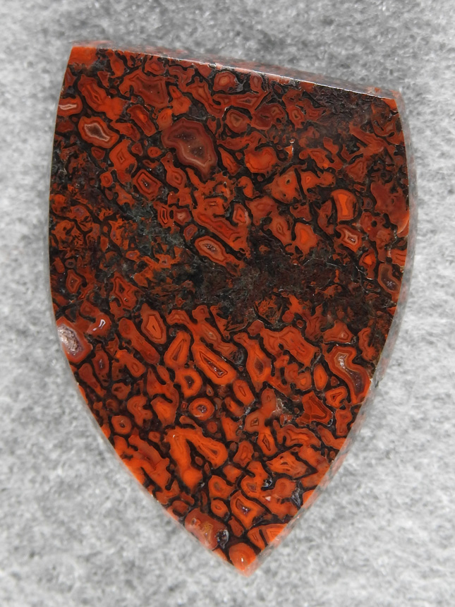 Dinosaur Bone 1509 : A very gemmy Red Dino bone sheild.