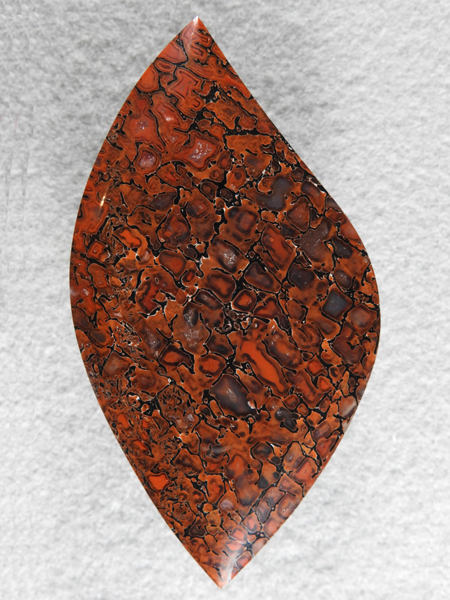 Dino Bone 375  : Very Gemmy Bone and high polish.  Beautiful cut accentuates a very quality stone.