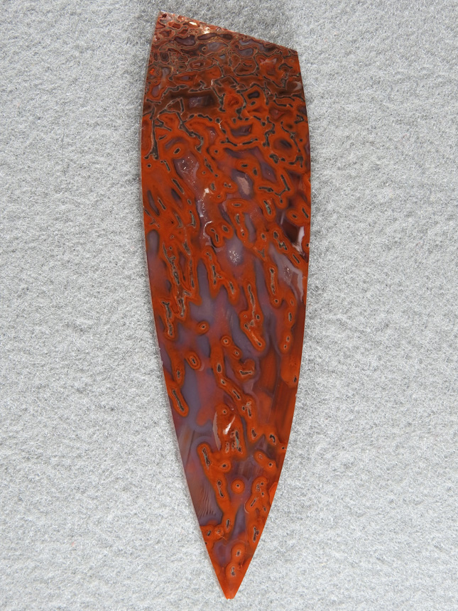 Dino bone 377  : You can see from the light reflection the quality of this long point.  A thick cab of high quality bone with large linear cells.