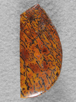 Dino Bone 387  :  Beautiful large cell with Autumn colors.