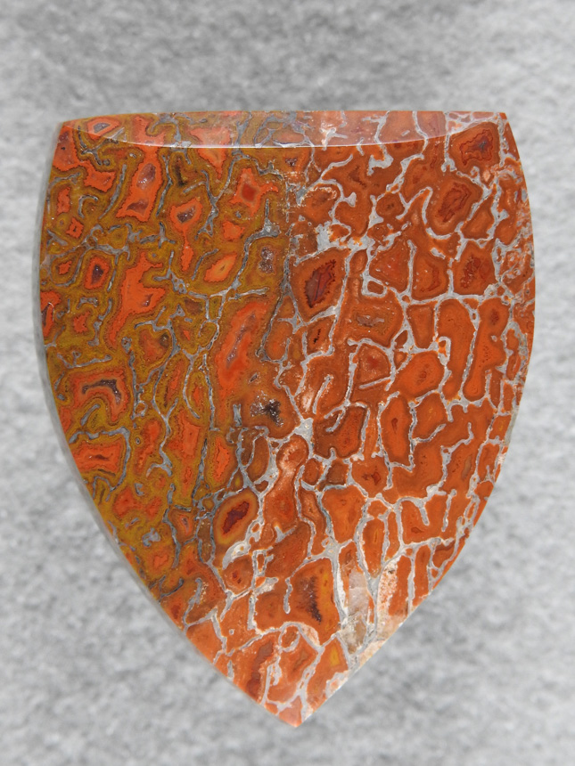 Dino Bone 1915 : Just look at that contrast down the center, White on one side and Gold on the other.  A sweet stone.