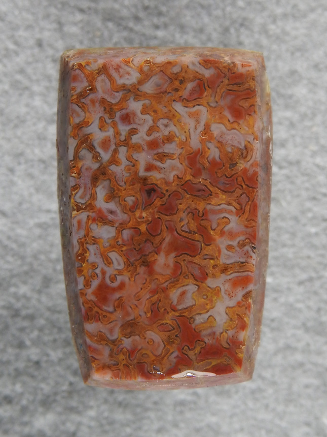 Dino Bone 2145 : Great Autumn colors in this gem bone.