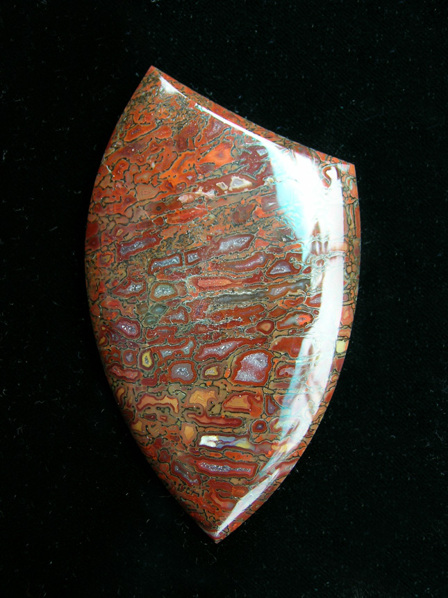 traded Dino Bone 393T  :  What a keeper, huge cells and just look at the colors.  You just don't come across much bone of this quality.