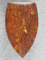 Dino Bone 1914 : Bright Orange Browns and Yellows. Some of the top Gem Bone here.  A long high radius badge cut.