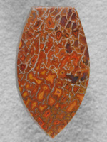 Dino Bone 1923 : You just don't find this quality Dino Bone around anymore.  Such great colors and top quality.