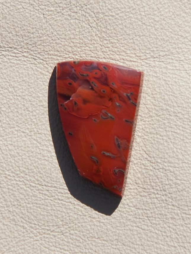 Traded Dinosaur Bone 1305T  :  description