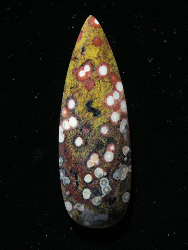 traded D Guadalupe Jasper 681