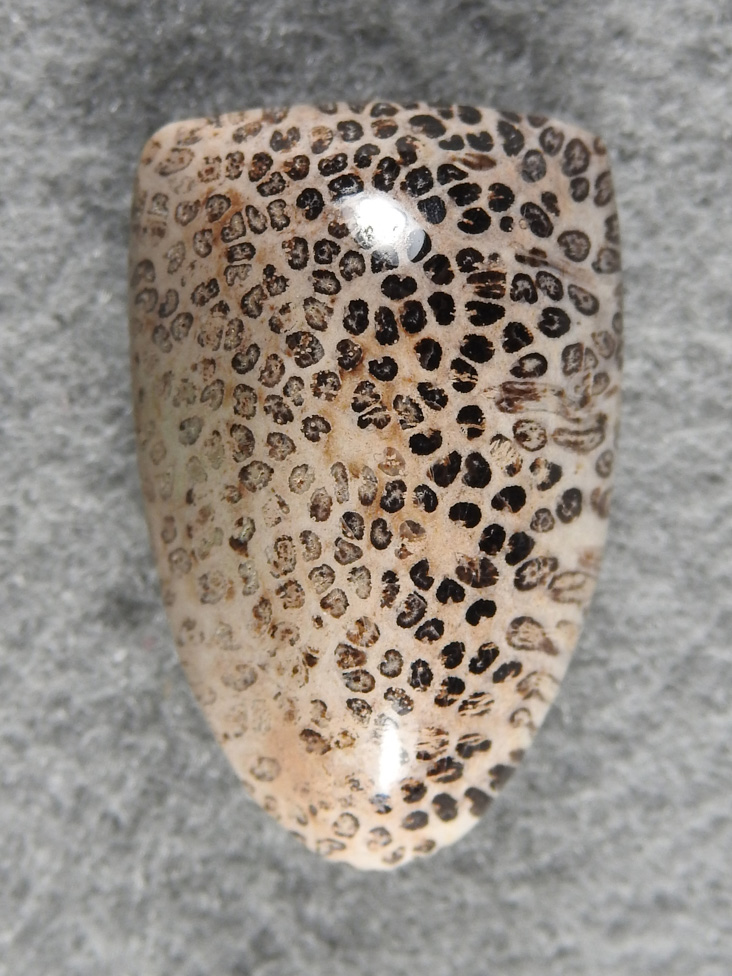 Horse Canyon Petrified Palm 735  :  Another stone from the canyon is Petrified Palm.  I found a full round stump there that was 10