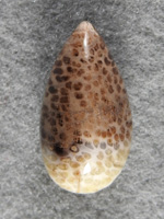 Petrified Palm Wood 1609 : This is from a large log of Palm Wood I found in Horse Canyon years ago.  Log is about 35 lbs.