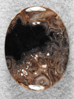 Petrified Palm Root 1607 : A double whamy, Horse Canyon and Palm Root.  Such an elegant cab.