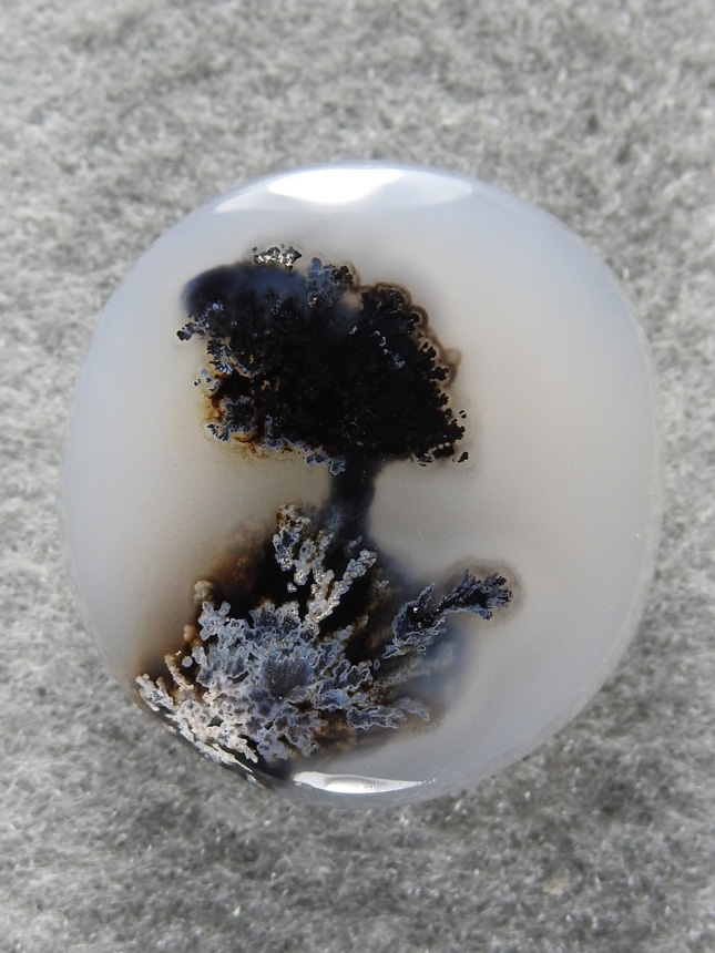 Singleton Plume Agate 1570 A round of Singleton Plume that looks like a tree.