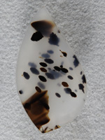 Montana Agate 1360 : A Huge and stunning stone.  Totally Gemmy