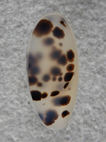 Montana Agate 2166 : A Fantastic Bowl of Dendrites dive below the surface.  A real stunner.