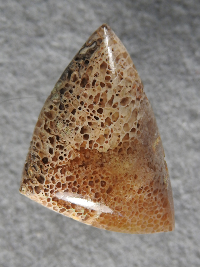 Nipomo Petrified Bone 2181