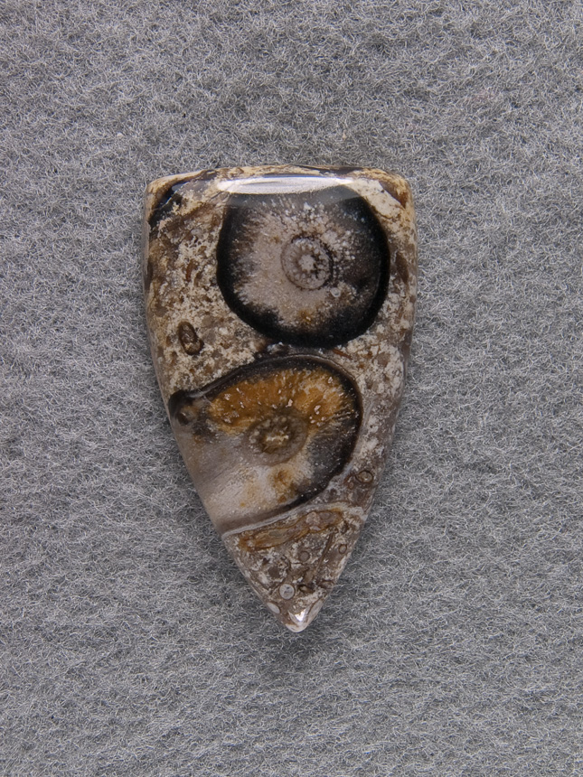 Palm Root Agate 1261  :  description