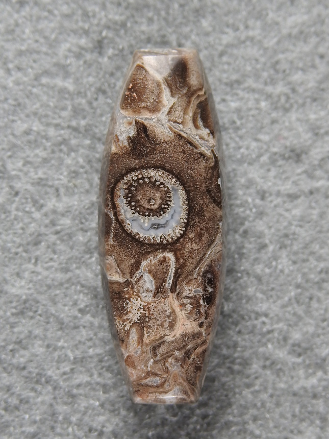 Petrified Palm Root 1603 : getting harder to find any Palm Root.  It cuts such distinctive cabs.