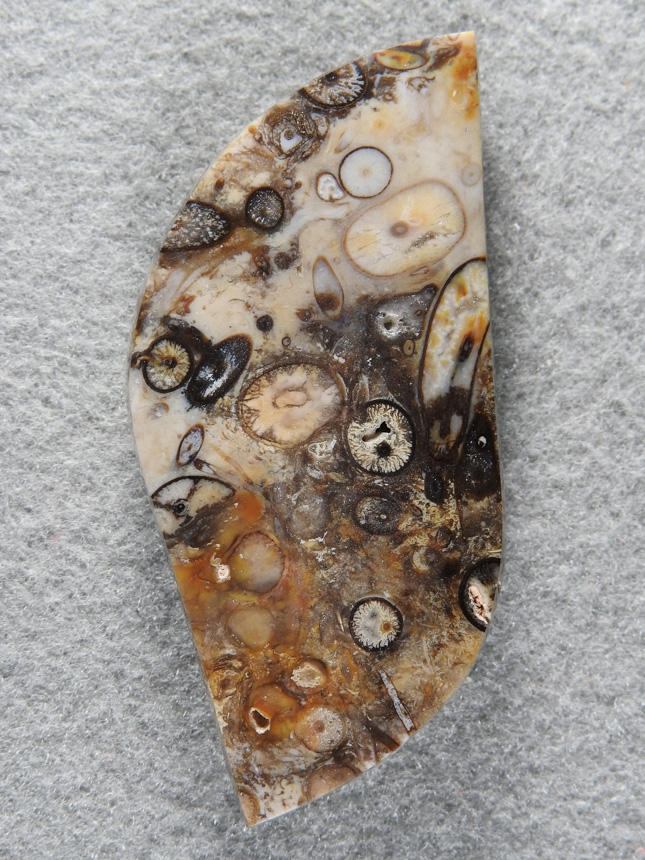 Petrified Palm Root 1606 : This is the old Edison Palm that is so rare today.