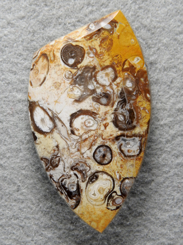 Petrified Palm Root 2078 : A large cab of Beautiful Edison Palm.  These roots are so detailed and the contrasting replacements are fantastic.