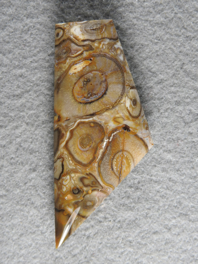 Palm Root Agate 852  :   Edison Palm from Bakersfield.  Very large eyes with perfect root structure.