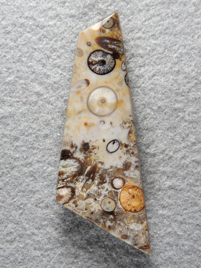 Palm Root Agate 857  :  Another perfect example of Edwards Palm.  The multi colored eyes and high polish you can get from this material makes it very sought after.  With a loupe it is amazing the detail in the palm roots.