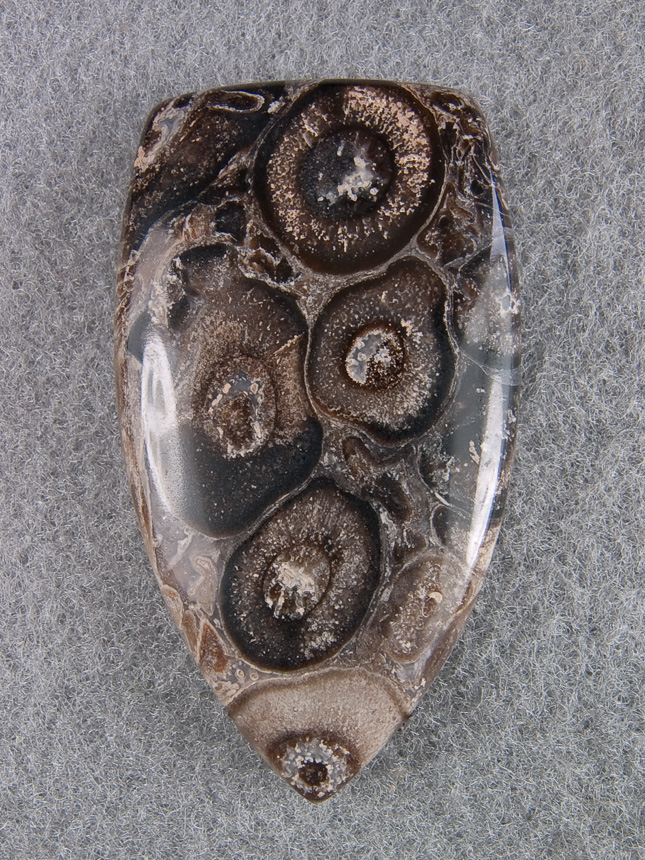 Traded Palm Root Agate 1152T  :  description