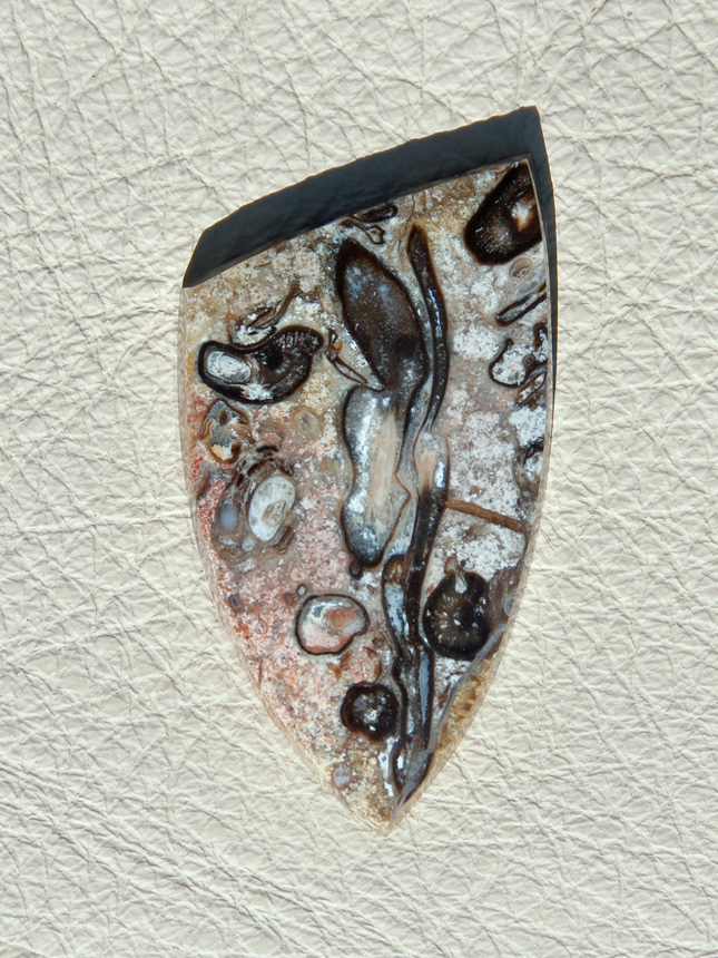 Traded Palm Root Agate 1342T  :  description